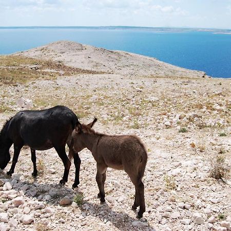 Galapagus Privat Beach & Boat Dock Διαμέρισμα Metajna Εξωτερικό φωτογραφία