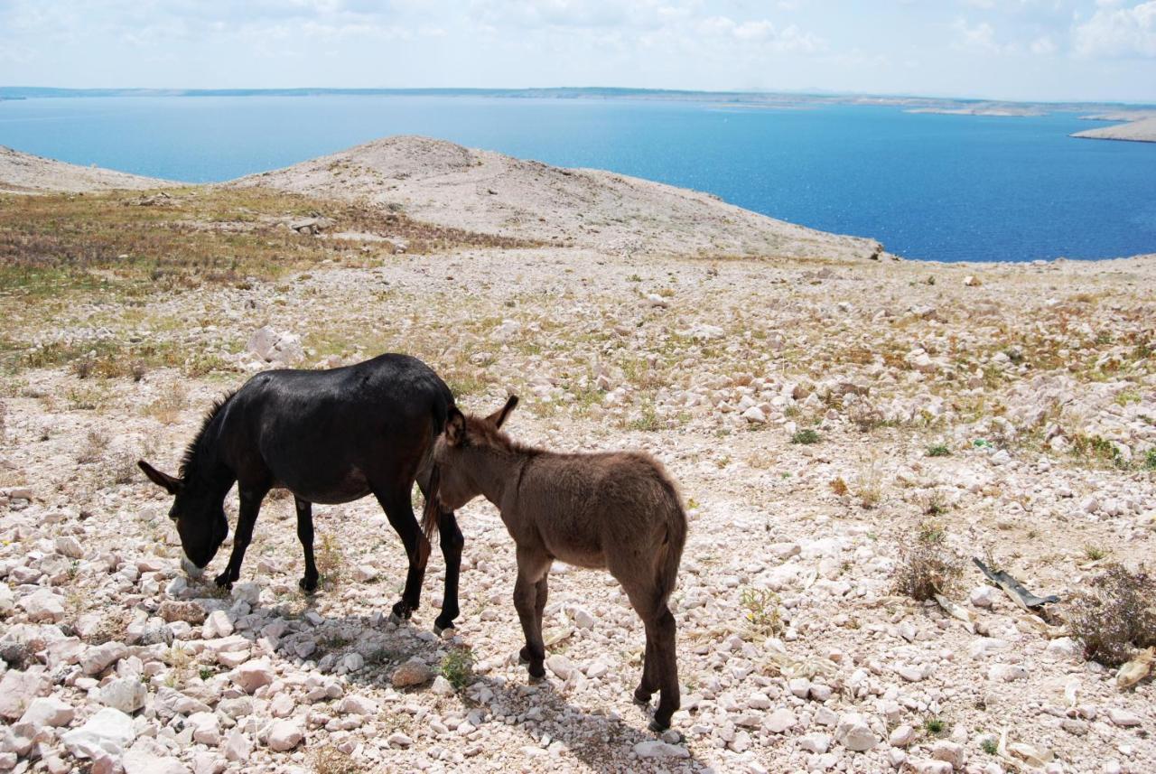 Galapagus Privat Beach & Boat Dock Διαμέρισμα Metajna Εξωτερικό φωτογραφία